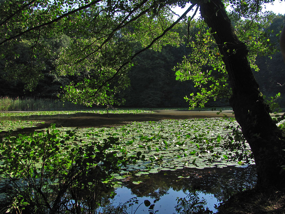 Der See vom Sept. 2011