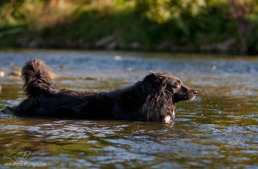 Der See-Wolf