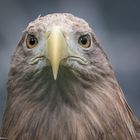 der Seeadler