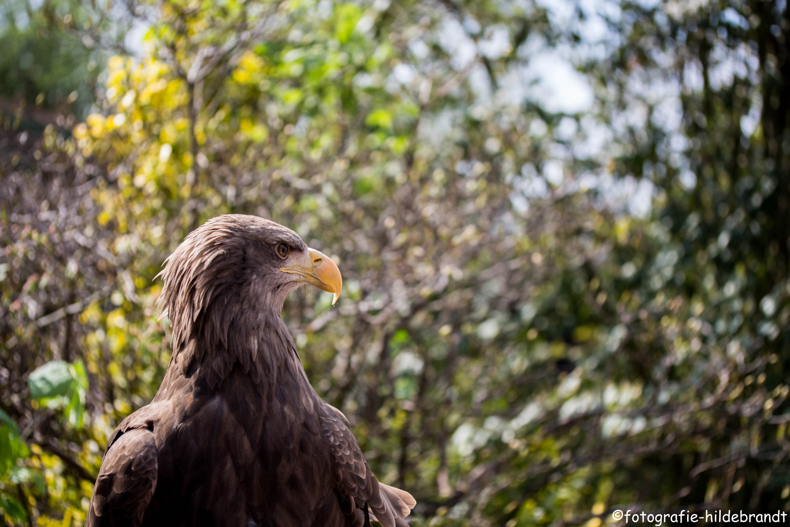 Der Seeadler