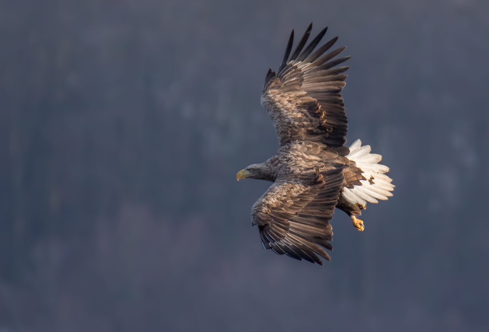 Der Seeadler 1 ...