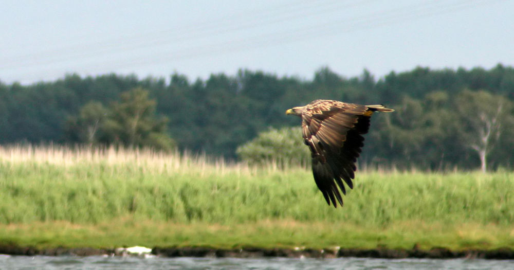 Der Seeadler ...