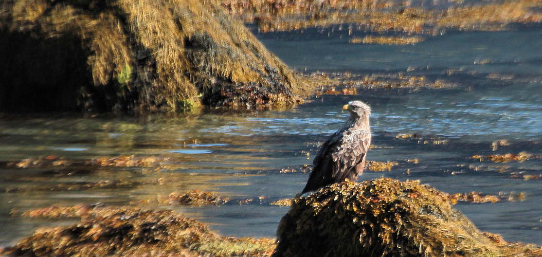 DER SEEADLER