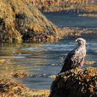 DER SEEADLER