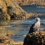 DER SEEADLER