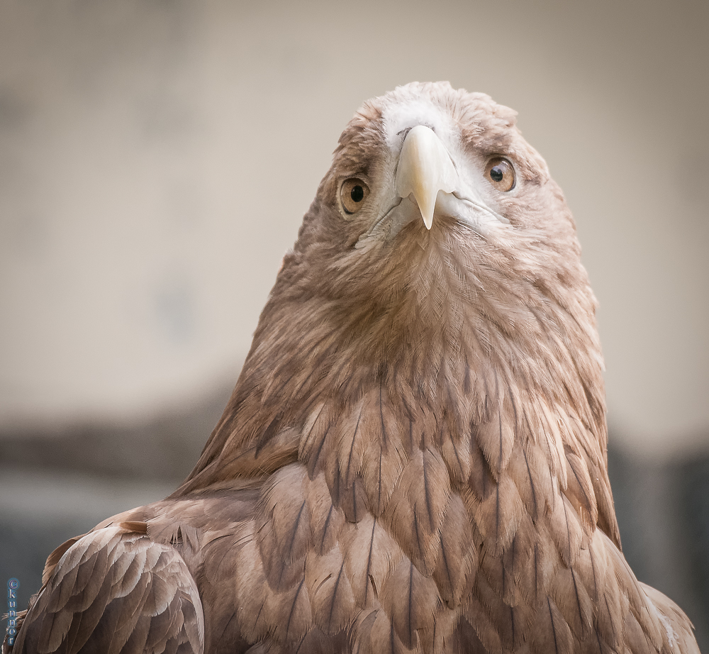 der Seeadler #2