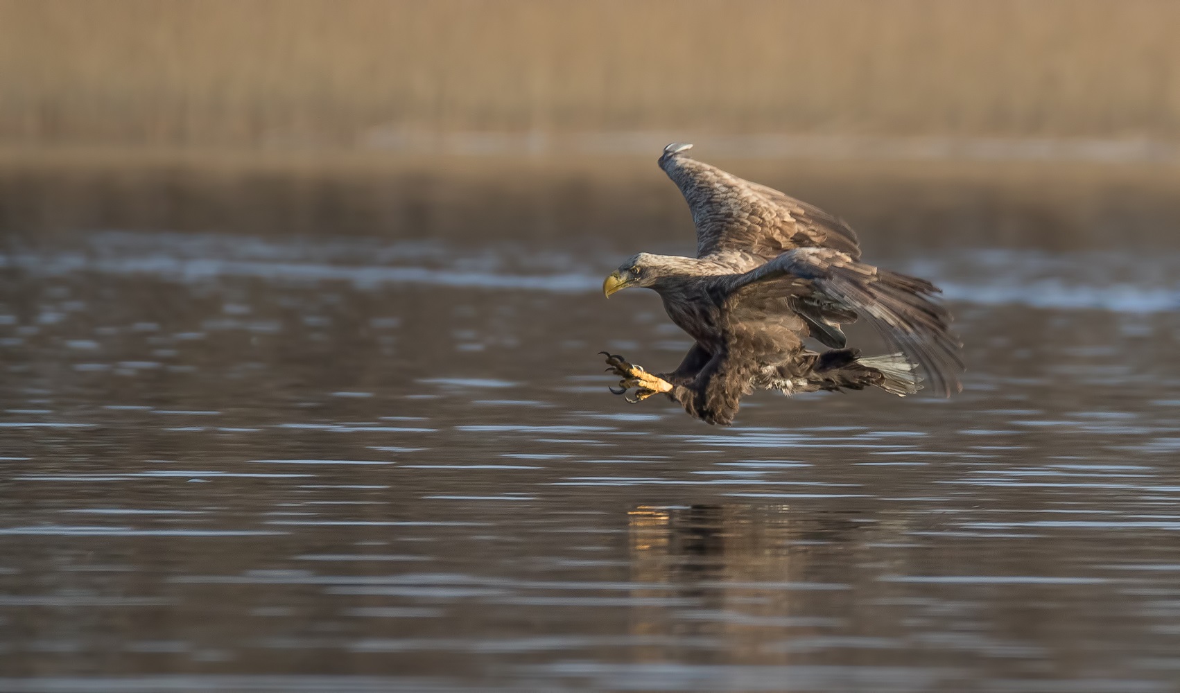 Der Seeadler 2 ...