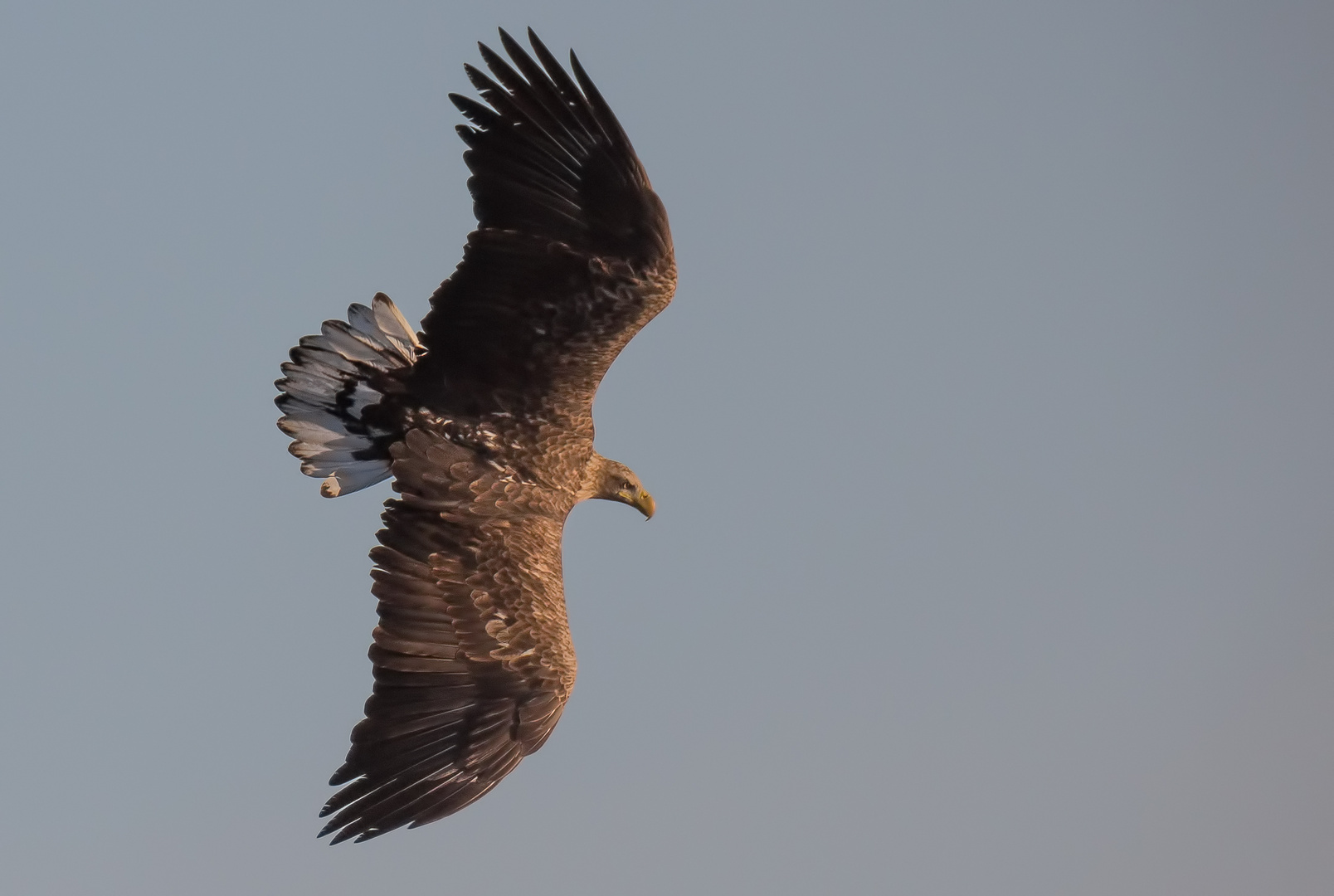 Der Seeadler ...