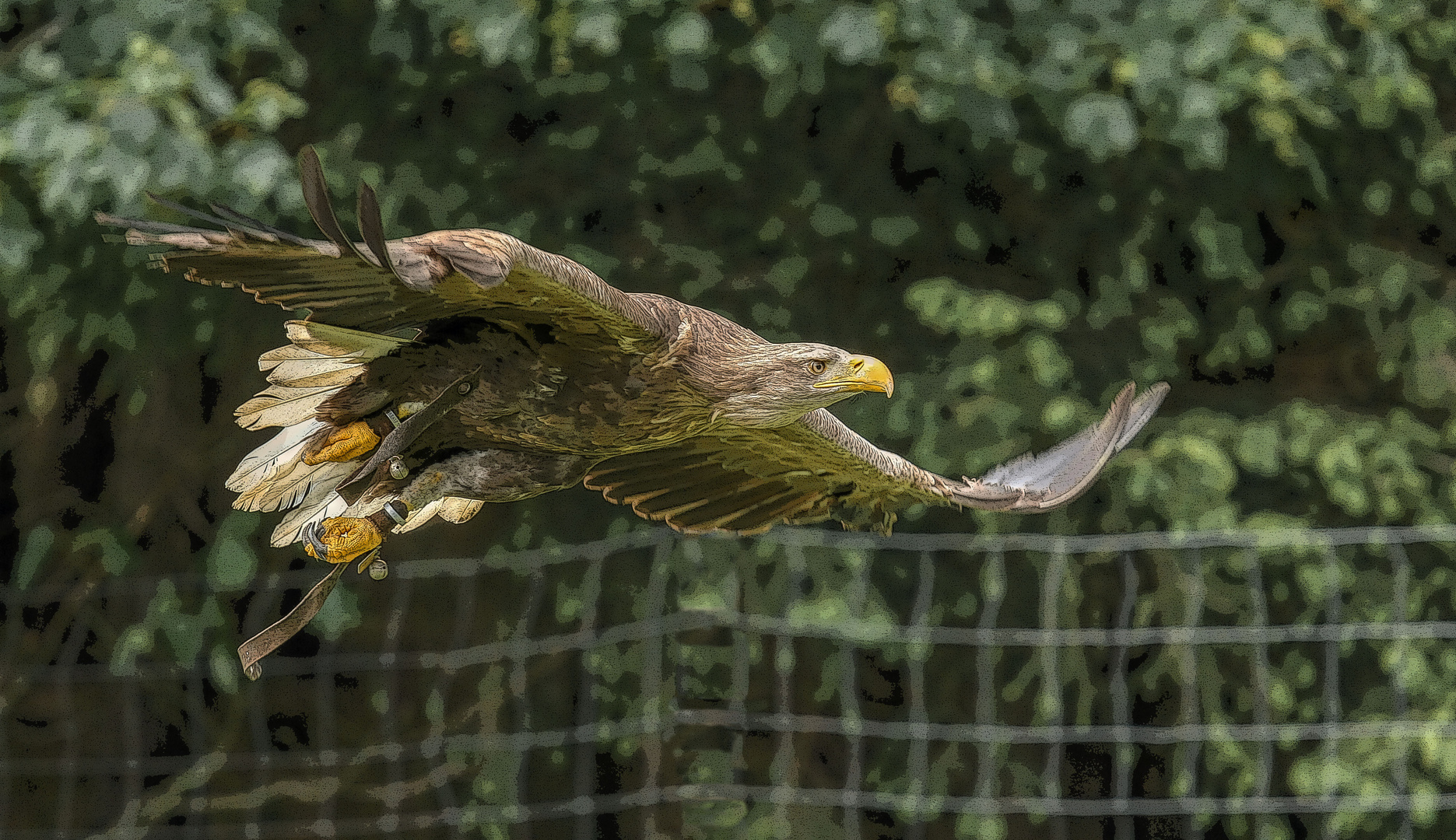 Der Seeadler