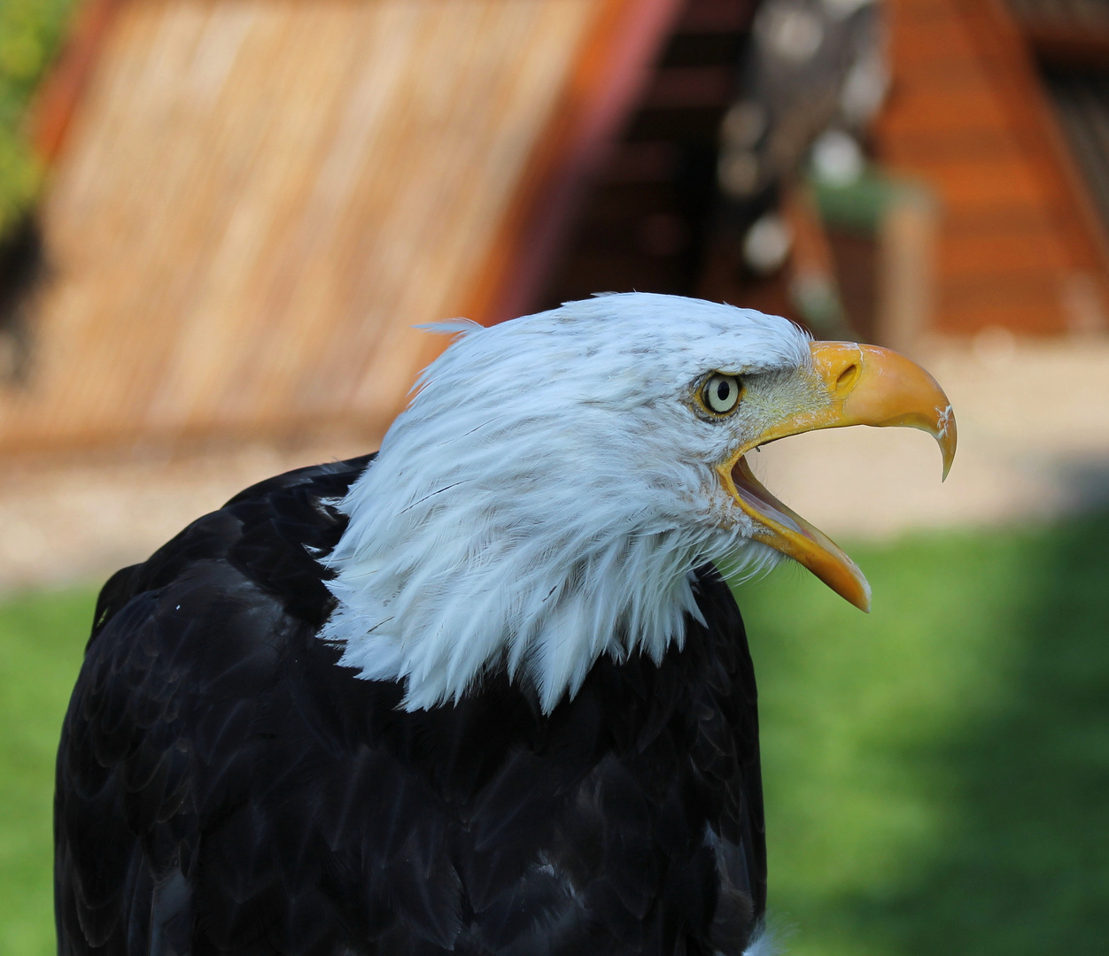 Der Seeadler