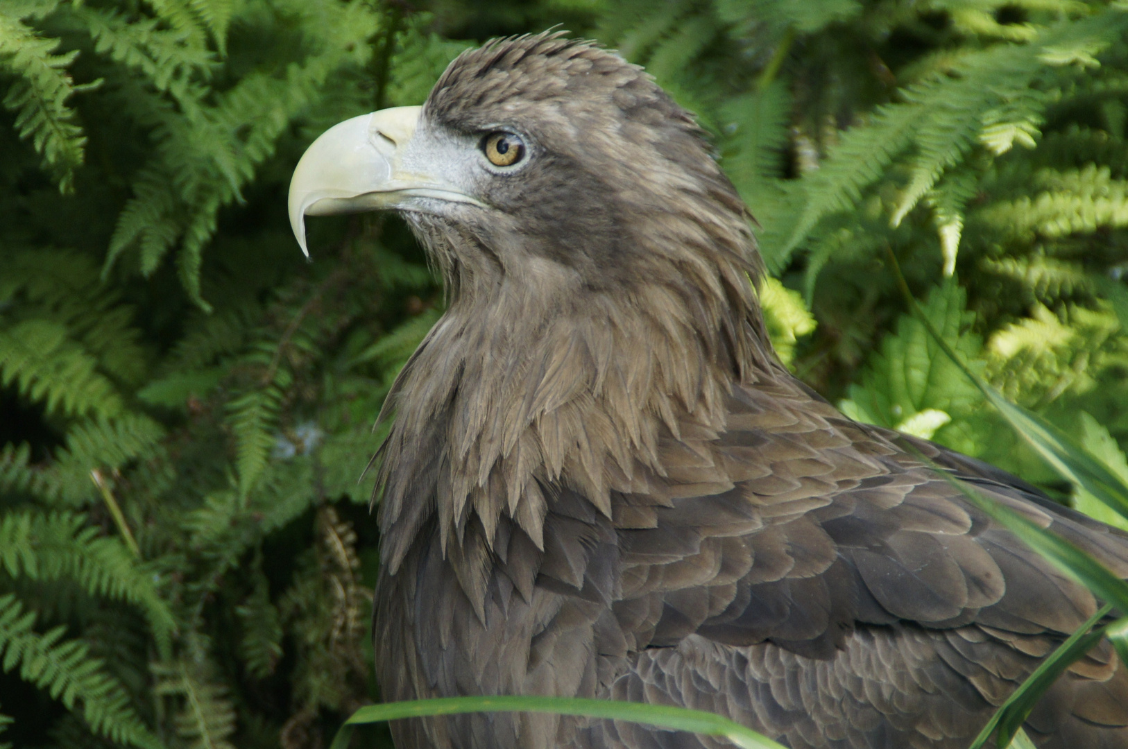 der Seeadler