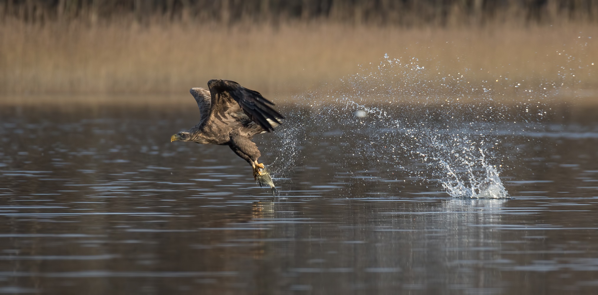 Der Seeadler 5 ...