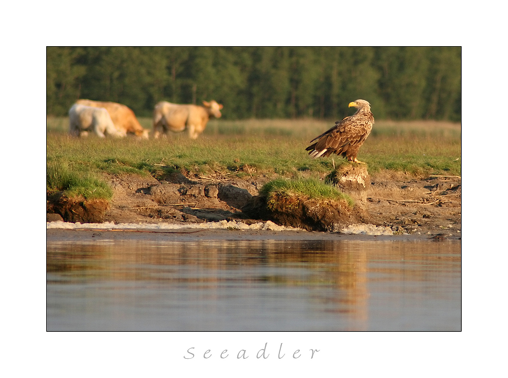 Der Seeadler ...