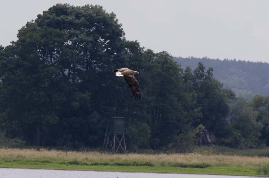 Der Seeadler