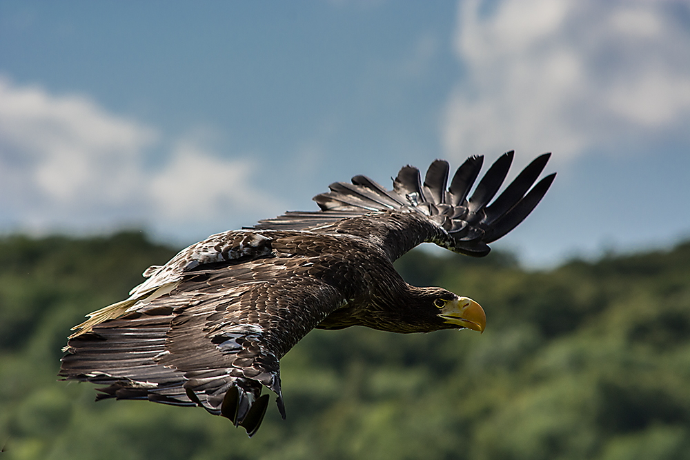 Der Seeadler