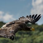 Der Seeadler