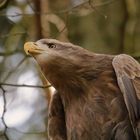 Der Seeadler acht Meter über mir