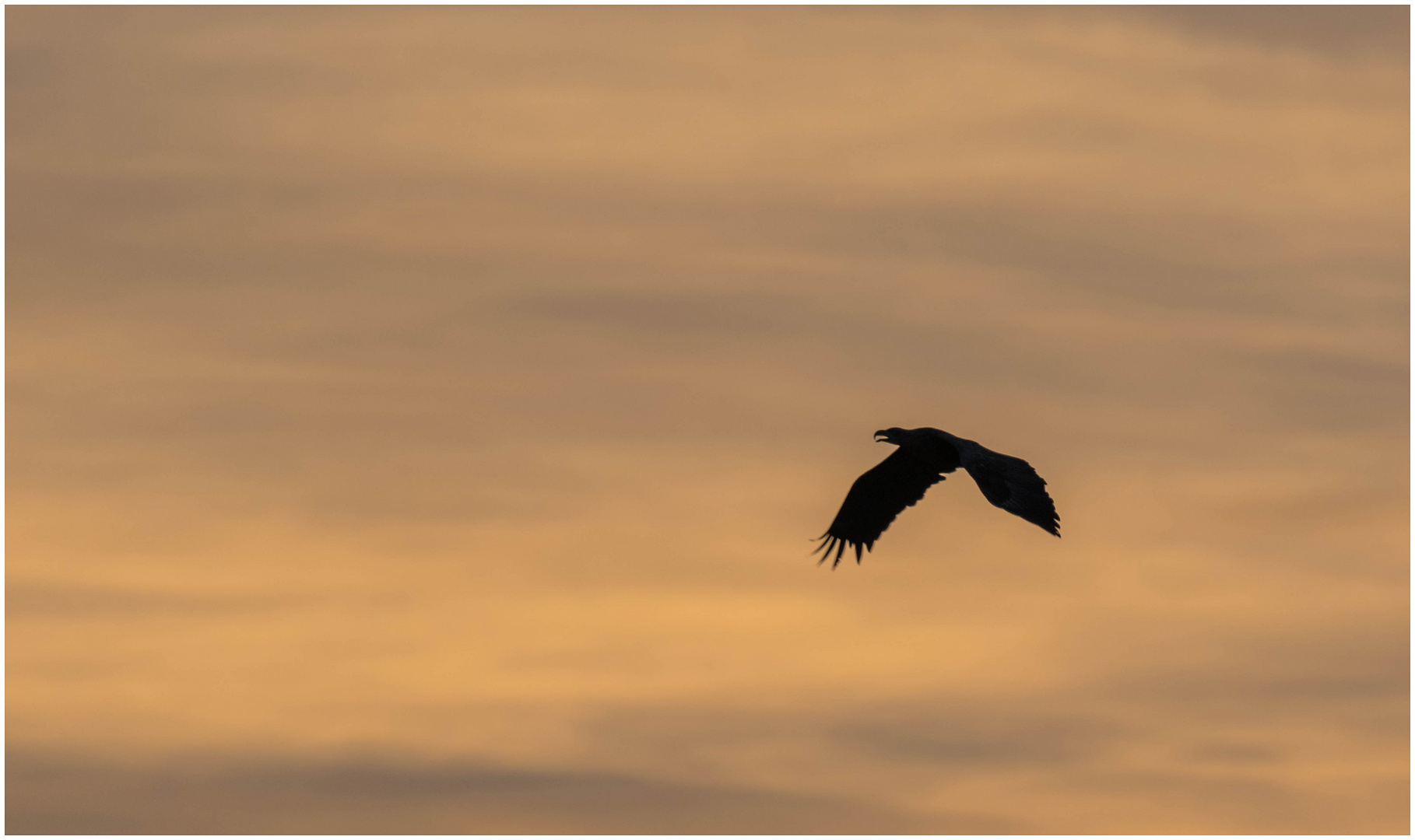 der Seeadler auf Suche nach Beute