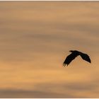 der Seeadler auf Suche nach Beute