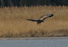 Der Seeadler