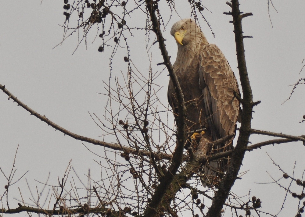 Der Seeadler blieb - die Sonne nicht