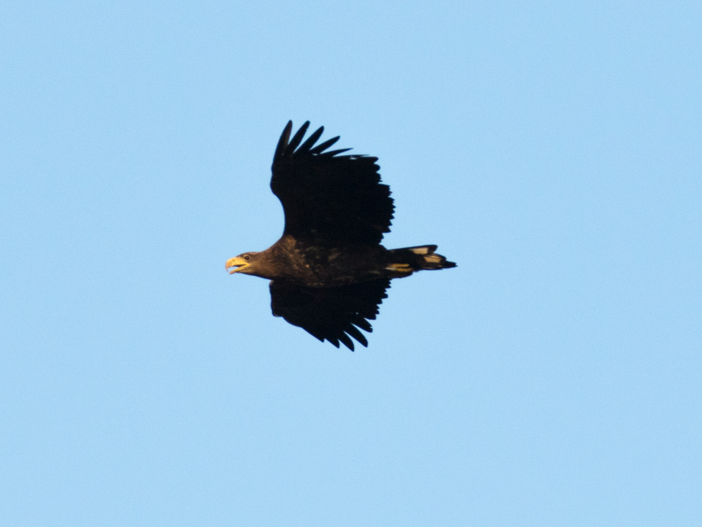 Der Seeadler...