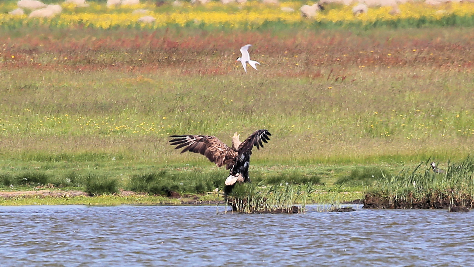 Der Seeadler..