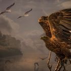 Der Seeadler, das Tor zum Vogelparadies 