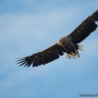 Der Seeadler drehte plötzlich ..