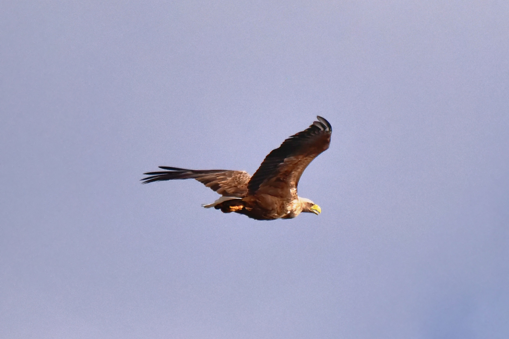 Der Seeadler