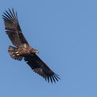 Der Seeadler (Haliaeetus albicilla)