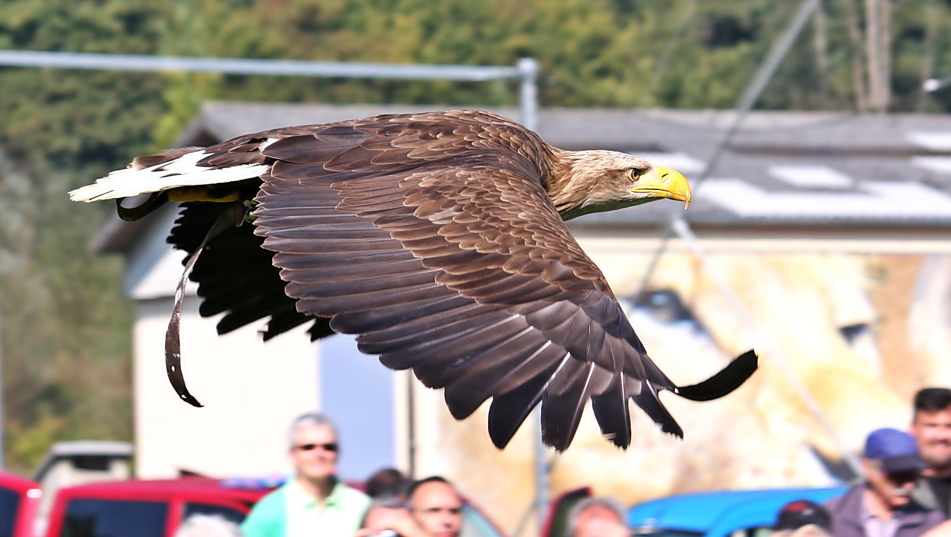 Der Seeadler (Haliaeetus albicilla) ...