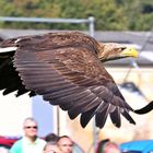 Der Seeadler (Haliaeetus albicilla) ...