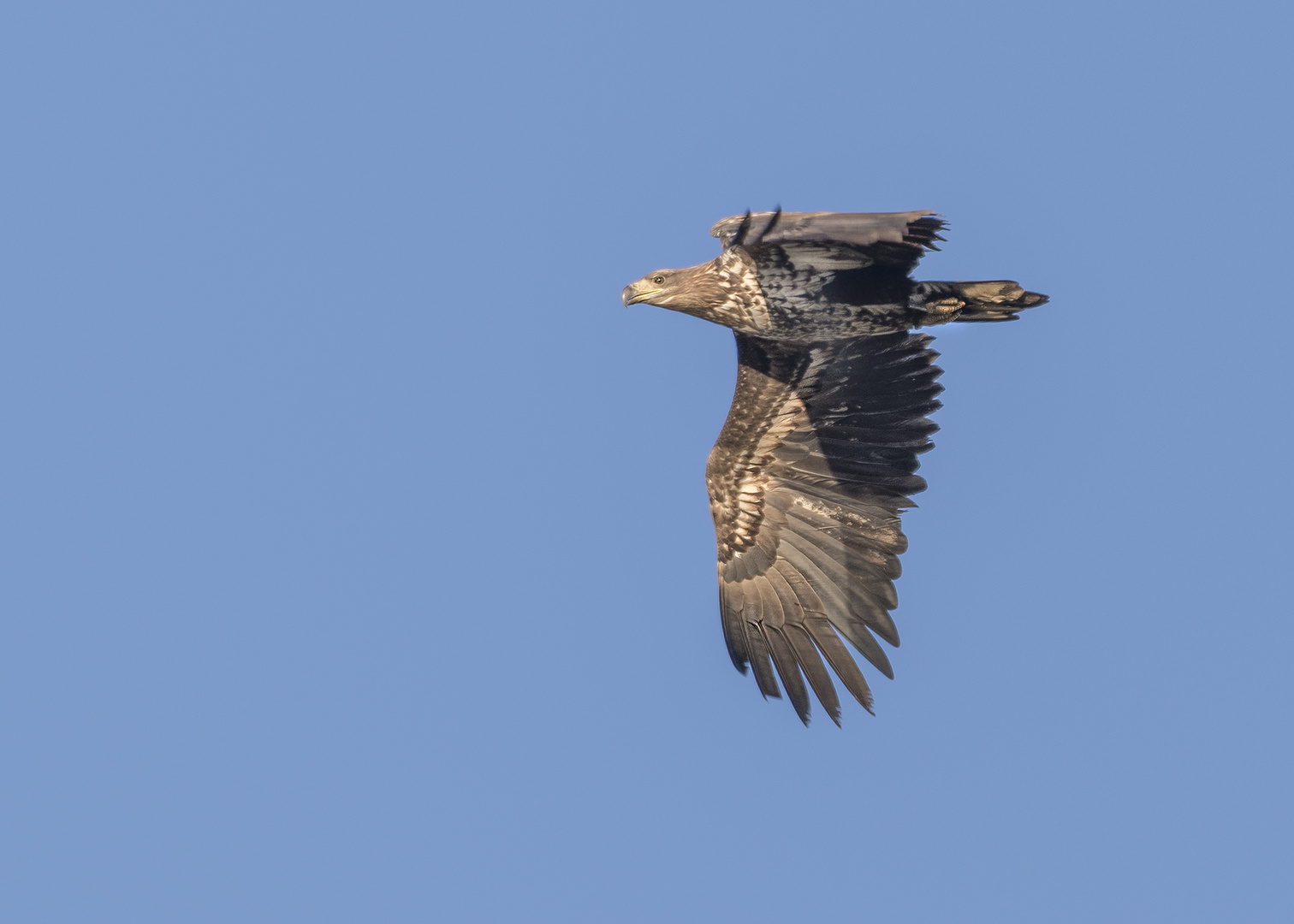 Der Seeadler (Haliaeetus albicilla)