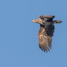 Der Seeadler (Haliaeetus albicilla)