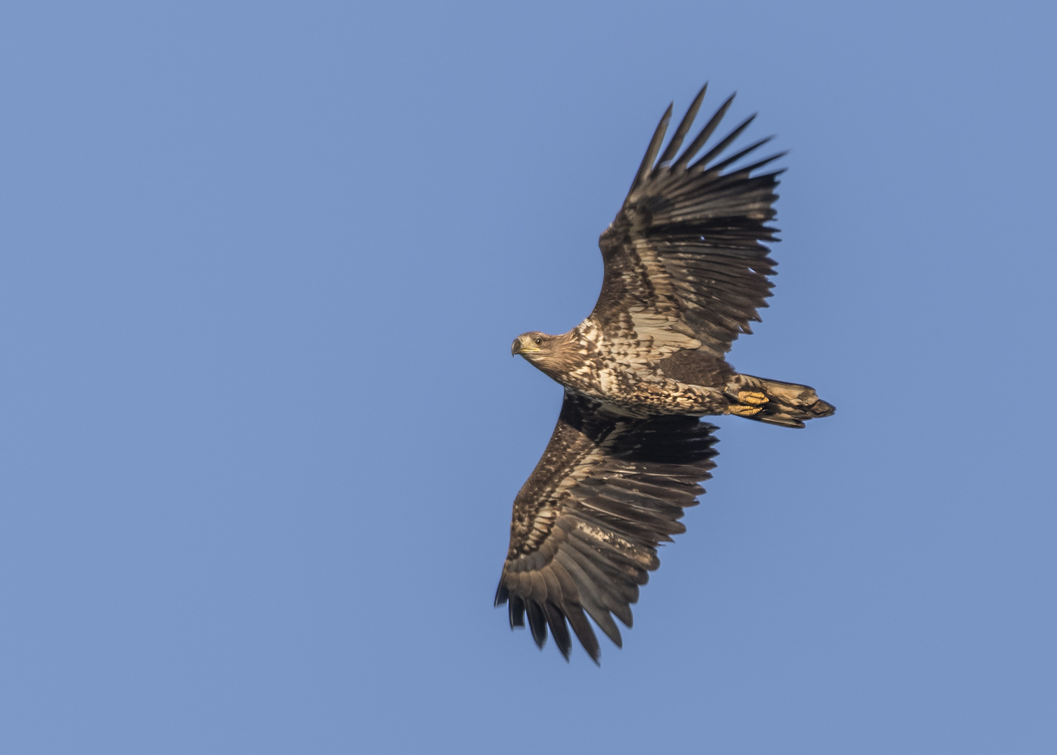 Der Seeadler (Haliaeetus albicilla)