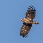 Der Seeadler (Haliaeetus albicilla)