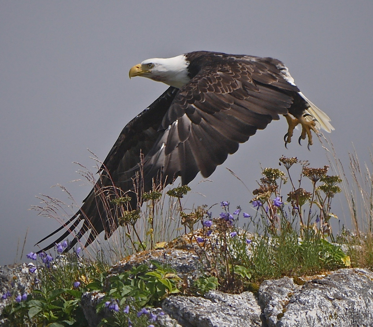 Der Seeadler hebt ab