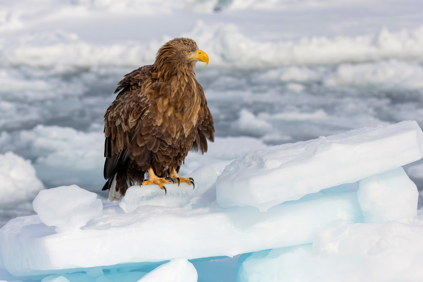 Der Seeadler im Eis