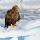 Der Seeadler im Eis