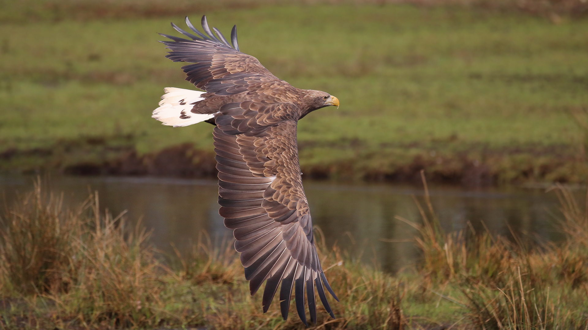 Der Seeadler im Flug