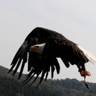 Der Seeadler im Fluge