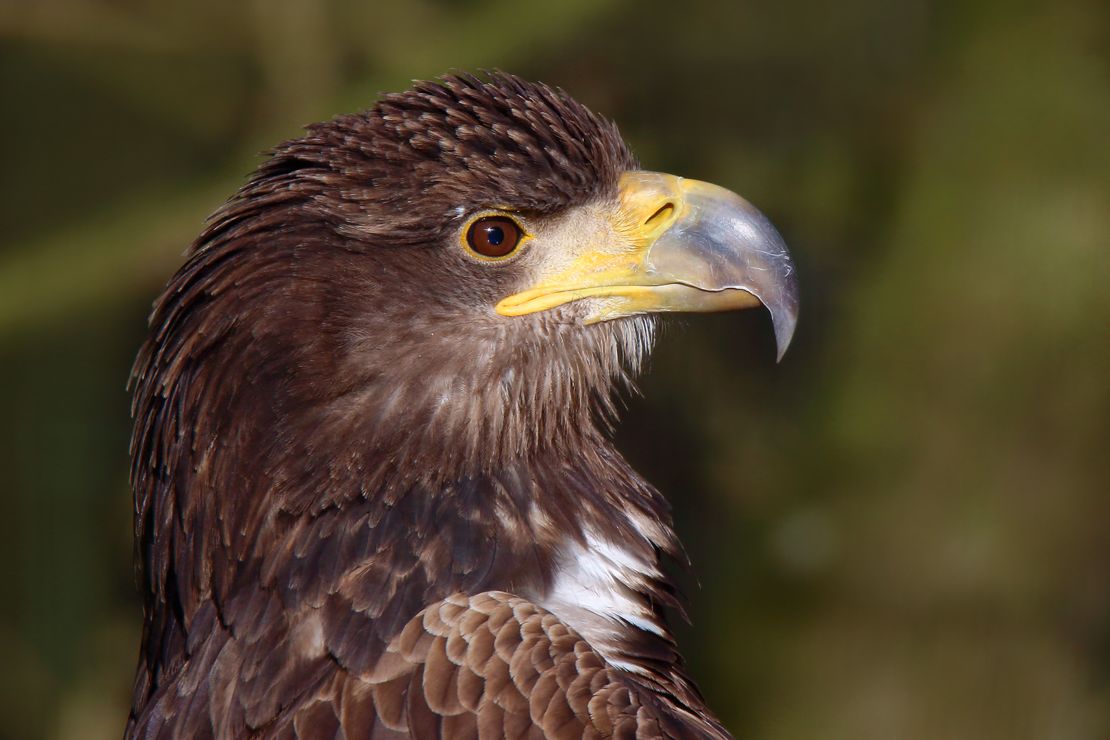 Der Seeadler im Sonnenlicht