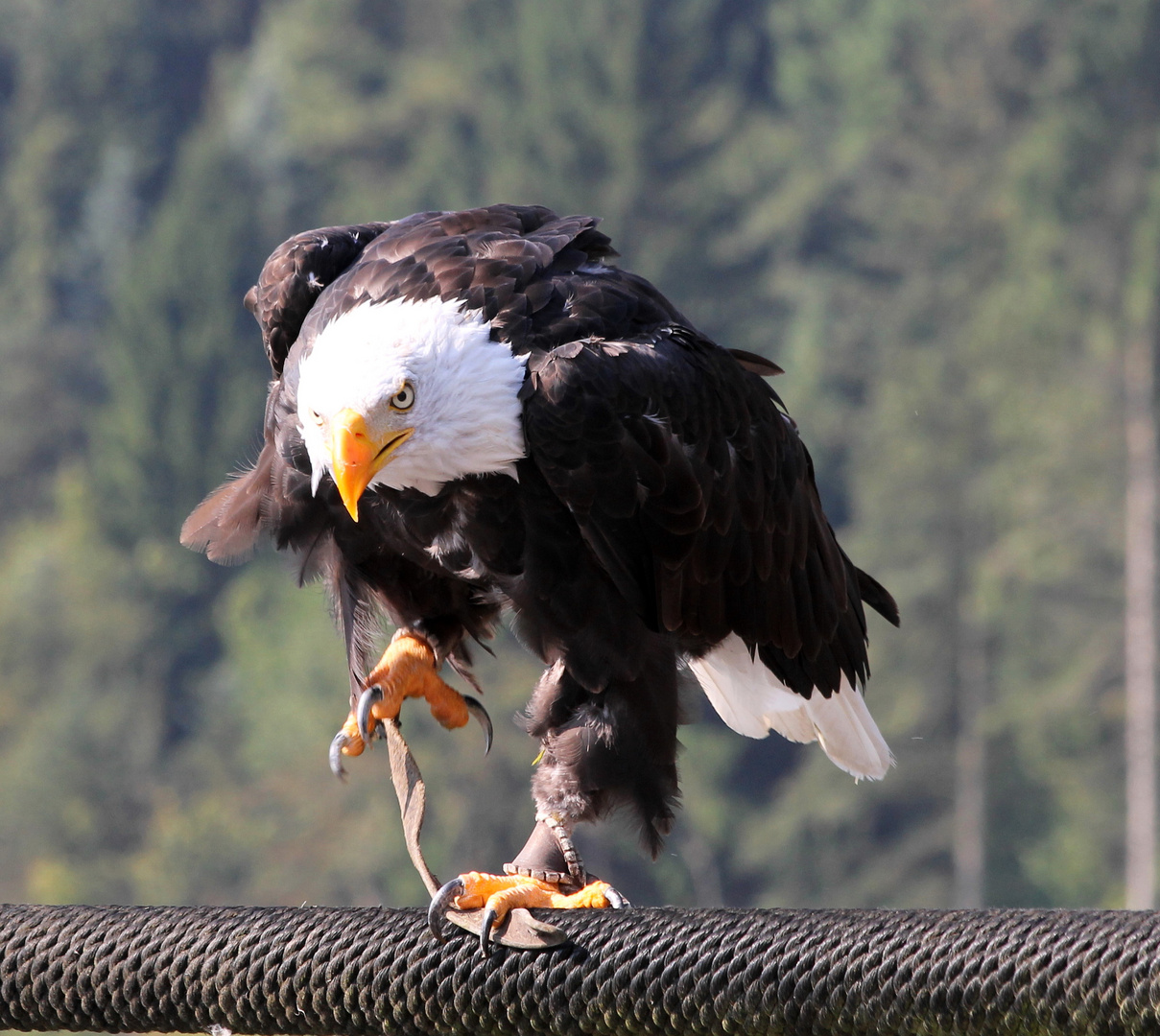 Der Seeadler ist gerade gelandet