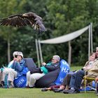 Der Seeadler und die Gaffer