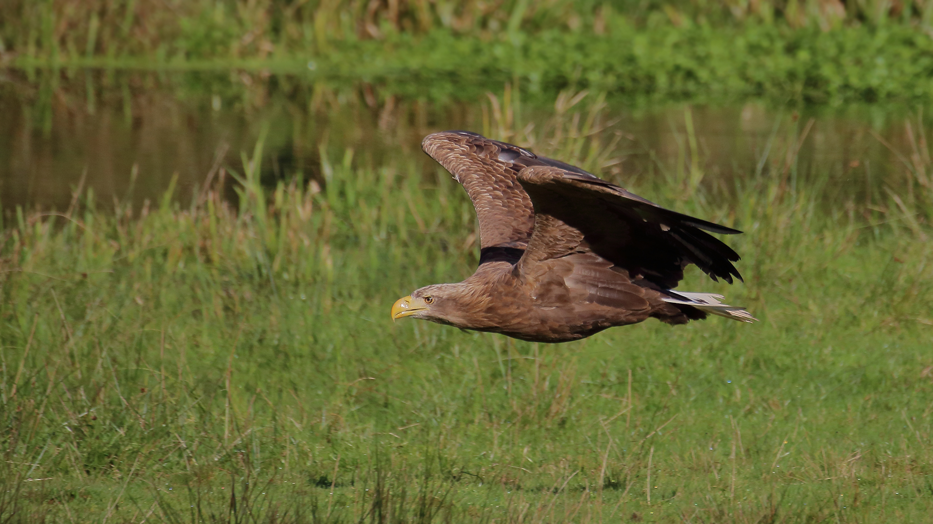 Der Seeadler unterwegs