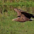 Der Seeadler unterwegs