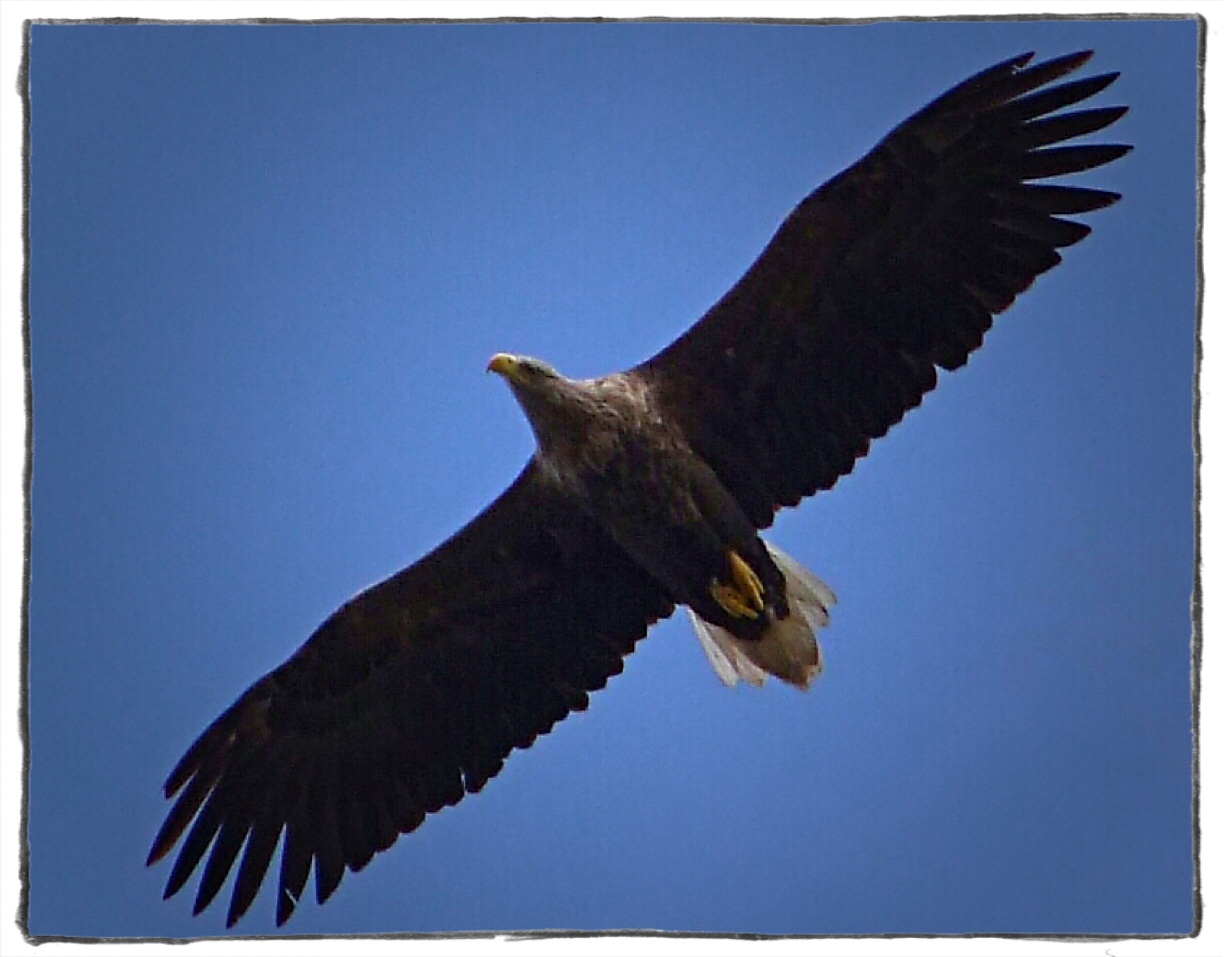 Der Seeadler Zebedäus