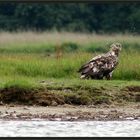 Der Seeadler...ein König der Vögel ...