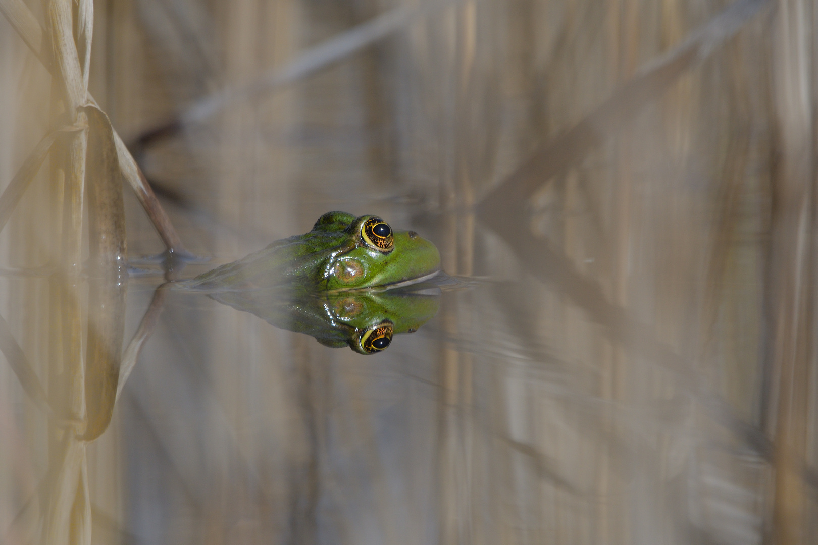 Der Seefrosch